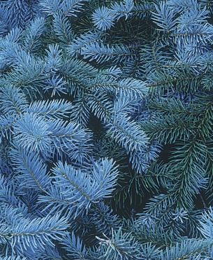 introducir-coniferas-enanas-en-tu-jardin-02