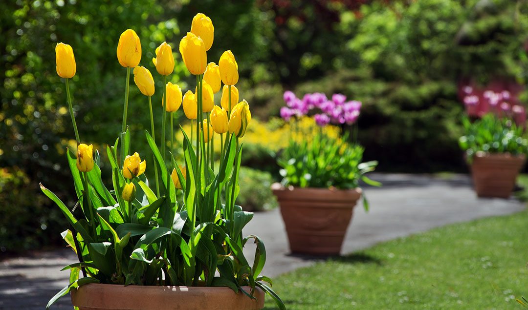 Cómo plantar tulipanes en maceta