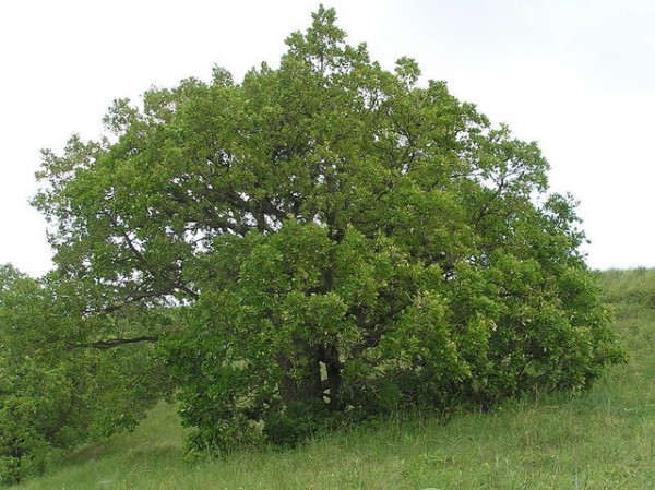 un-roble-para-cada-jardin-08