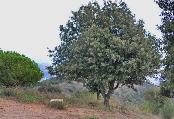 un-roble-para-cada-jardin-09