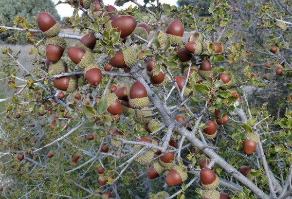 un-roble-para-cada-jardin-12