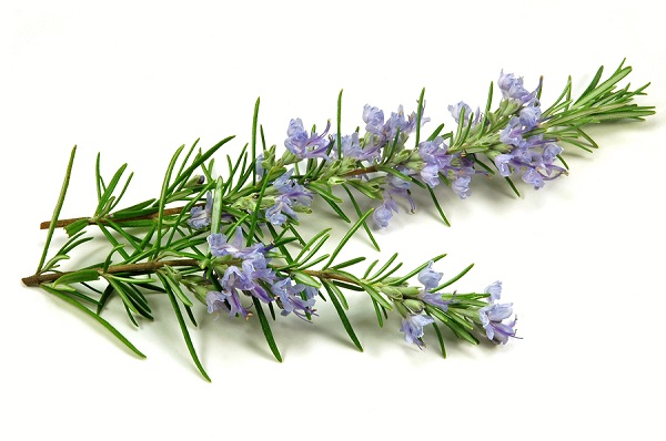 Rosemary herb flowering in spring