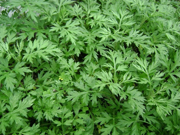 11-plantas-que-repelen-las-moscas-09