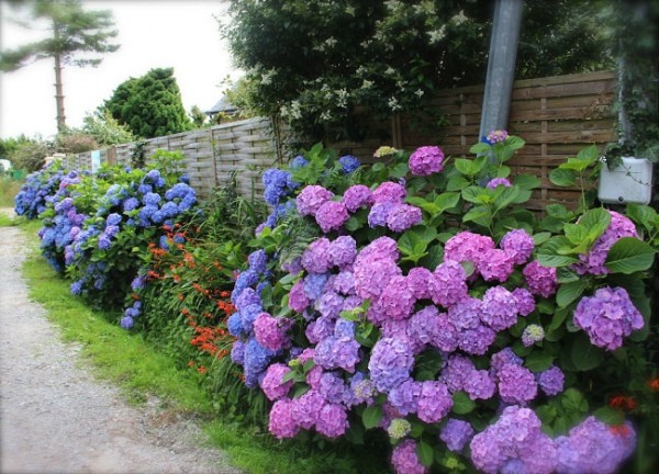 15-ideas-de-paisajismo-con-hortensias-05