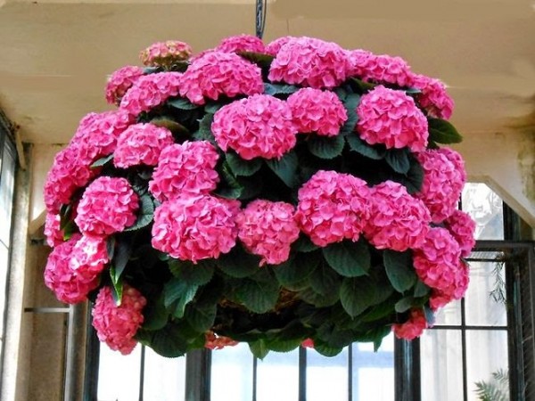 15-ideas-de-paisajismo-con-hortensias-09