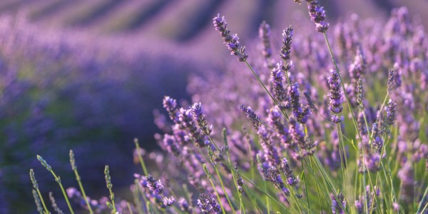 18-curiosidades-sobre-la-lavanda-01