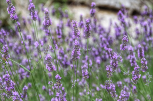 18-curiosidades-sobre-la-lavanda-02