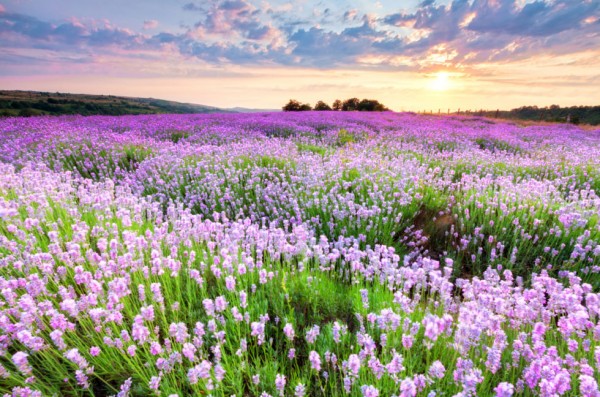 18-curiosidades-sobre-la-lavanda-03