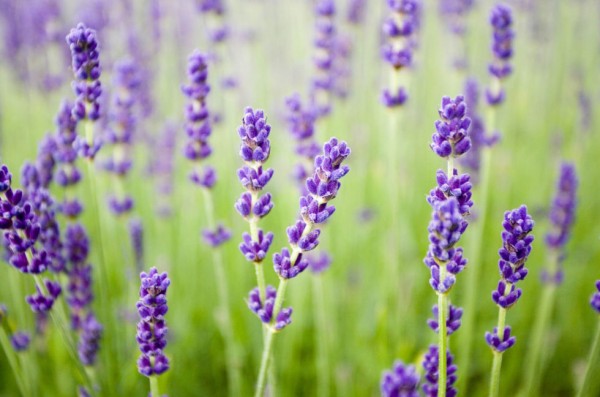 18-curiosidades-sobre-la-lavanda-04