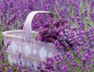 imagen 18 datos curiosos sobre la lavanda