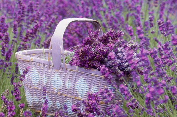 18-curiosidades-sobre-la-lavanda-06