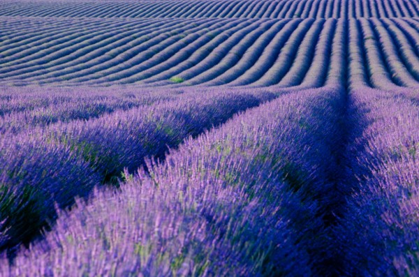 18-curiosidades-sobre-la-lavanda-08