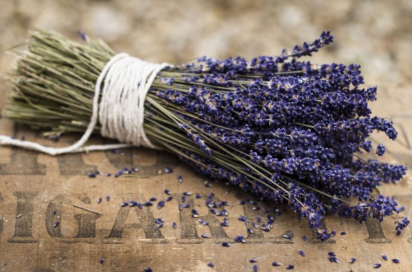 18-curiosidades-sobre-la-lavanda-09