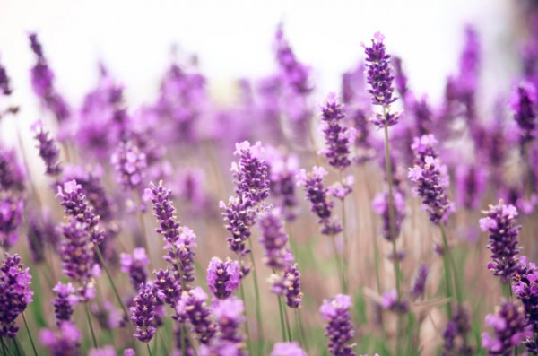 18-curiosidades-sobre-la-lavanda-10