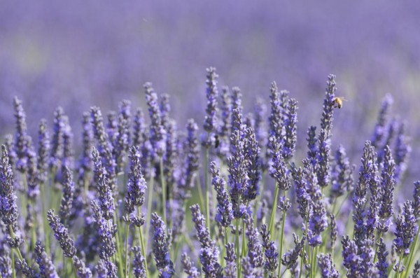 18-curiosidades-sobre-la-lavanda-11