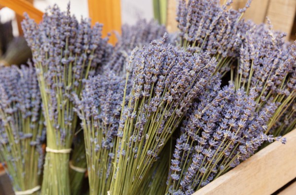 18-curiosidades-sobre-la-lavanda-12