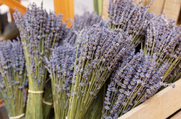 18-curiosidades-sobre-la-lavanda-12