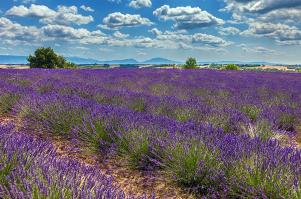 18-curiosidades-sobre-la-lavanda-13