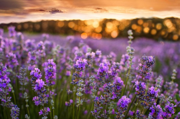 18-curiosidades-sobre-la-lavanda-14