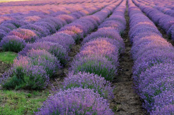 18-curiosidades-sobre-la-lavanda-15