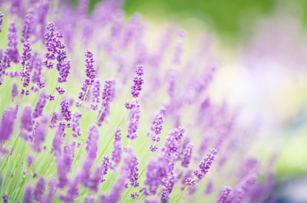 18-curiosidades-sobre-la-lavanda-16