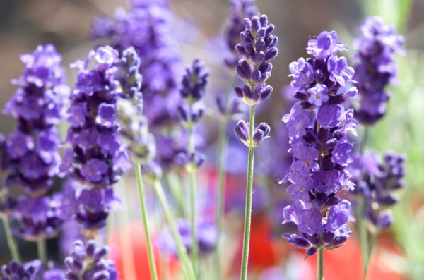 18-curiosidades-sobre-la-lavanda-18