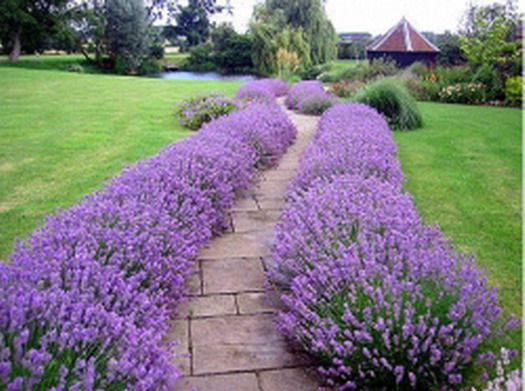 7-ideas-de-paisajismo-con-lavanda-07