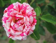 imagen 8 variedades de rosas asombrosas e inusuales