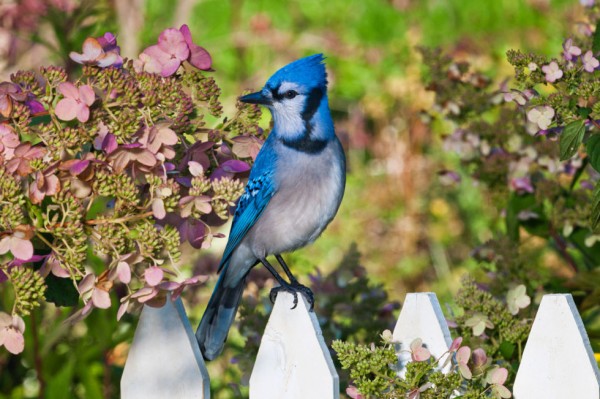 algunos-consejos-para-crear-un-jardin-13