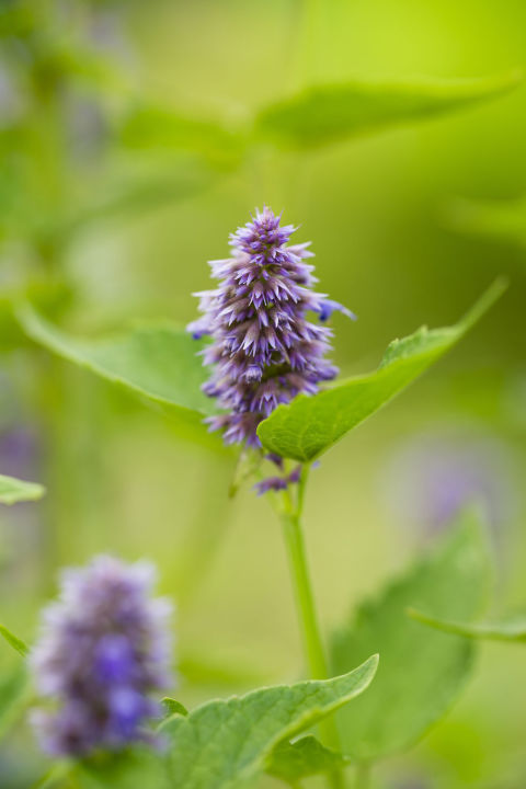 algunos-consejos-para-crear-un-jardin-14