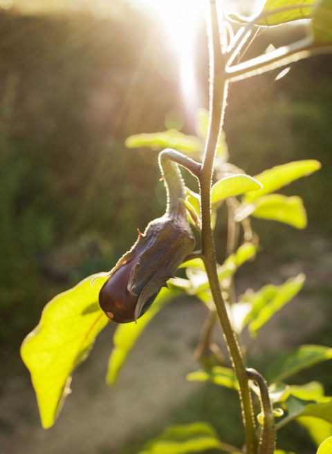 algunos-consejos-para-crear-un-jardin-17