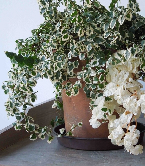 las-17-mejores-plantas-de-interior-07