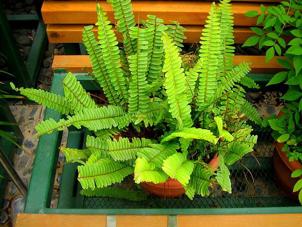 las-17-mejores-plantas-de-interior-11