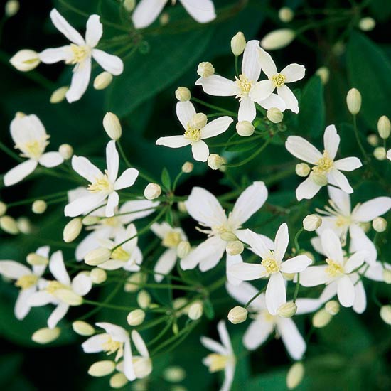 Las mejores flores para perfumar tu jardín