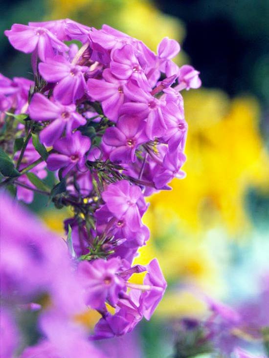 Las mejores flores para perfumar tu jardín