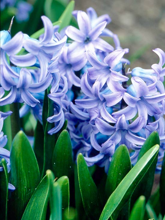 Las mejores flores para perfumar tu jardín