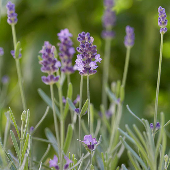 las-mejores-flores-para-perfumar-tu-jardin-15