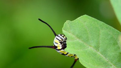 preparar-pesticidas-naturales-de-forma-sencilla-01