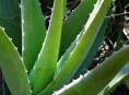 imagen 20 usos caseros del aloe vera