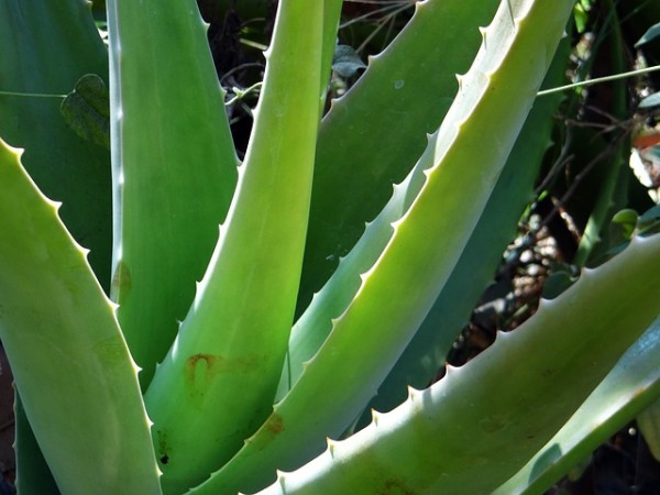 20-usos-caseros-del-aloe-vera-01