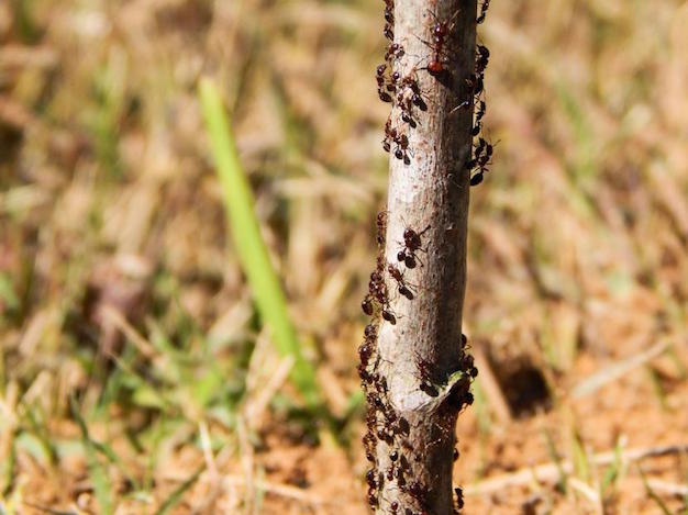 como-evitar-hormigas-trepen-plantas