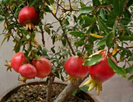 imagen Cultivo del granado en maceta