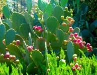 imagen Cultivo y cuidados del nopal