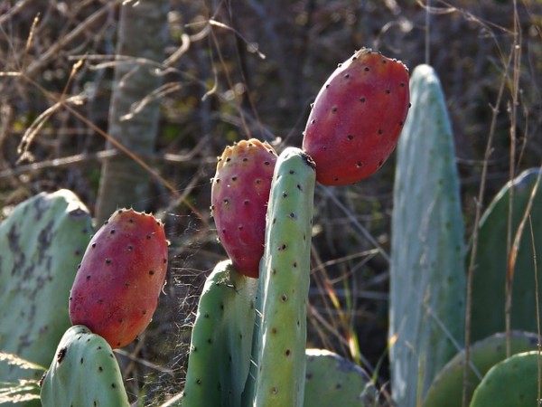 cultivo-y-cuidados-del-nopal-04