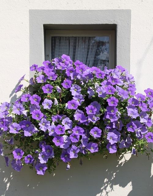 las-mejores-flores-para-el-balcon-02