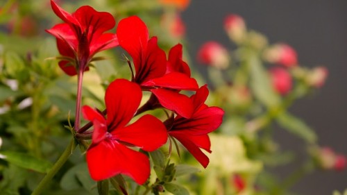 las-mejores-flores-para-el-balcon-03