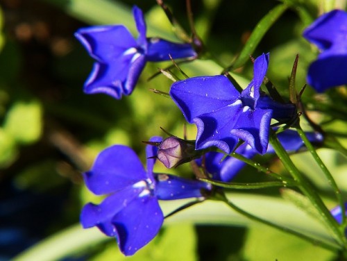 las-mejores-flores-para-el-balcon-05