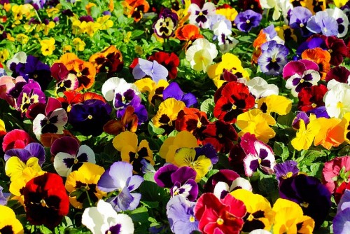 las-mejores-flores-para-el-balcon-06