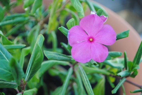 Esta es la flor más instagrameable del mundo y la podés cultivar en tu  balcón - LA NACION