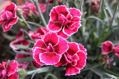 las-mejores-flores-para-el-balcon-09